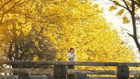 嘉義黃金風鈴木（圖／網友tm.cw授權使用）