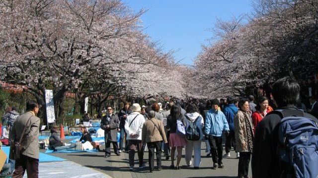 日拚防疫　官方：以「走馬看花」賞櫻