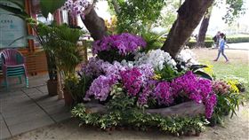 台南虎頭埤風景區增添蘭花新亮點2020台灣國際蘭展因武漢肺炎疫情決定延期舉辦，已布展完成的蘭花則移往他處展出，部分移至台南市新化區虎頭埤風景區內的蘭花已布置完成，增添遊覽亮點。（虎頭埤風景區提供）中央社記者楊思瑞台南傳真　109年3月8日