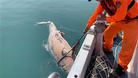 台中港外海發現死亡瓶鼻海豚海巡署中部分署第三岸巡隊7日在台中港外海發現1隻死亡鯨豚，經中華鯨豚協會查看後，確認為瓶鼻海豚，後續將運至台灣大學獸醫系做進一步檢驗，以釐清死因。（海巡署中部分署第三岸巡隊提供）中央社記者蘇木春傳真　109年3月8日