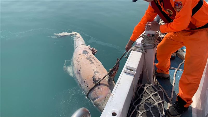 台中港現瓶鼻海豚浮屍　檢驗釐清死因