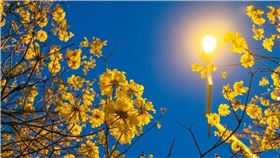 ▲台中黃花風鈴木盛開（圖／IG @studioledoudou提供）