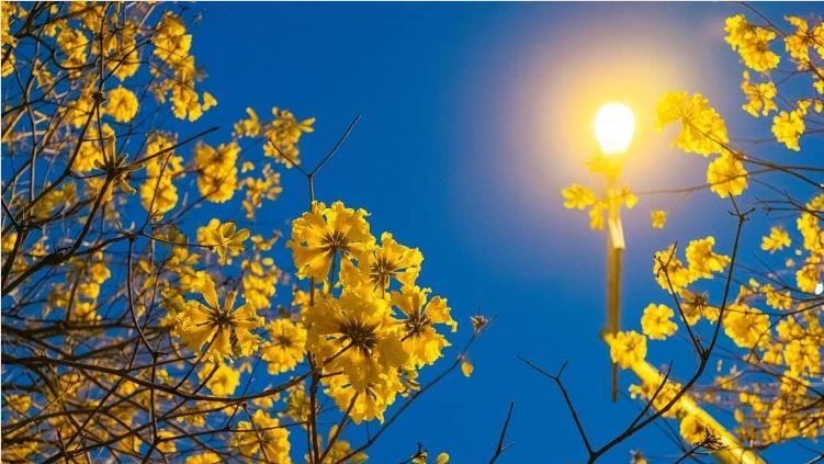 網美必追！最美黃花風鈴木金燦燦盛開