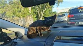 黑貓,女兒,學校,流浪,車。（圖／翻攝自《The Dodo》）