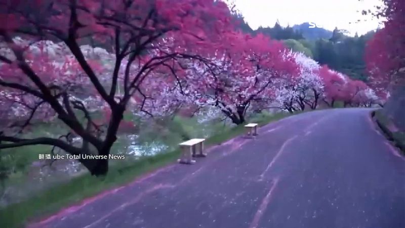 超美櫻花瘋傳在彰化　實地探訪全傻眼