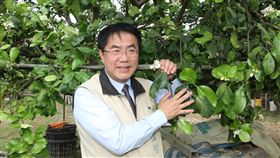 台南麻豆柚花開　黃偉哲參訪果園台南市麻豆區一帶種植的柚子樹進入開花季，台南市長黃偉哲9日走訪果園，了解果樹開花狀況。中央社記者楊思瑞攝　109年3月9日
