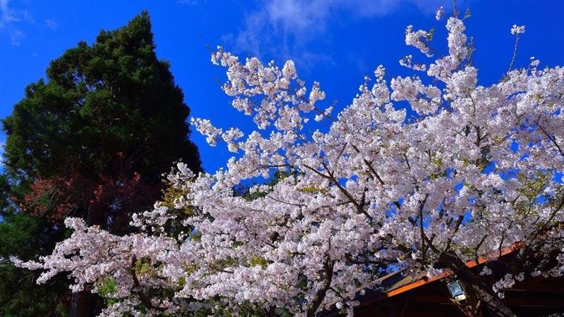 阿里山櫻花季開始　賞花經典場景再現