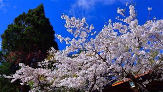 阿里山櫻花季開始　賞花經典場景再現