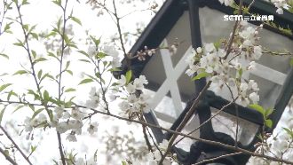 請3日休9日！2020春假攻略出爐