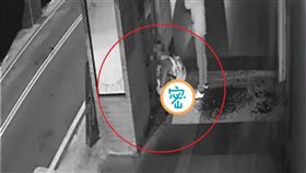 新竹,鏟屎,便溺,長髮妹（圖／翻攝新竹爆料公社）