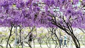 淡水紫藤咖啡園,IG授權提供