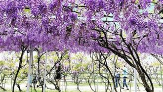 IG紅什麼／全台最大紫藤花園開放囉