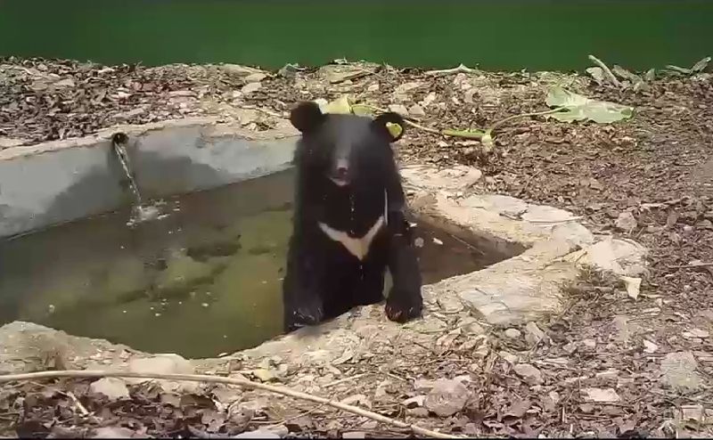 廣原小熊會上樹下水　可愛泡水畫面曝