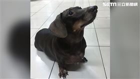 臘腸狗，狗，犬。（示意圖／記者楊佩琪攝）