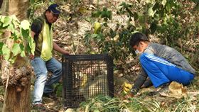 獼猴擾民  台東縣府設籠誘捕台灣獼猴盤據鯉魚山區，影響居家安寧；台東縣政府農業處畜產保育科人員9日到鯉魚山設置誘捕籠誘捕，希望順利將獼猴捕捉後節育送往鄉下林道。（台東縣政府提供）中央社記者盧太城台東傳真  109年3月10日