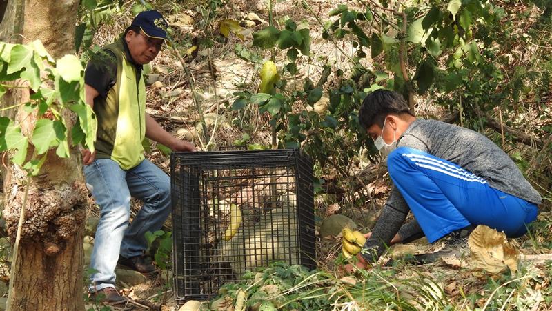 猴鯉魚山稱王擾民　台東縣府設籠誘捕