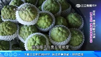 太麻里盛產「綠金」　行銷水果到世界