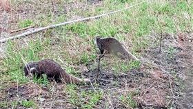 珍稀食蟹(犬蒙)頻傳進入社區　專家也不解前台東家畜疾病防治所長吳子和表示，食蟹(犬蒙)俗名又稱棕簑貓，為珍貴稀有野生動物，很意外近來連續多天都在平地民宅旁農地發現牠們，這幾隻食蟹(犬蒙)每到傍晚就會出現覓食，看起來相當健壯，不像感染狂犬病，是否意謂著生態改變，讓人不解。（廖淑如提供）中央社記者盧太城台東攝  109年3月10日