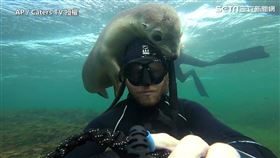 ▲小海獅友善地主動接近野生攝影師、和他一起玩耍。（圖／AP／Caters TV 授權）