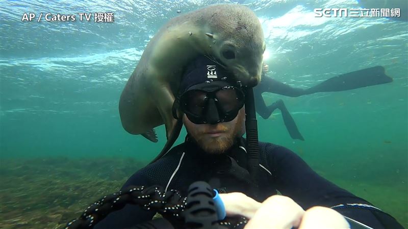 攝影師潛水　巧遇小海獅瘋狂撒嬌！