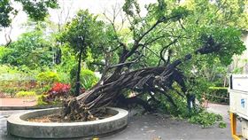 高雄,義永寺,榕樹,倒塌（圖／翻攝畫面）