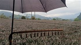 鳳梨保衛戰台東鳳梨進入台灣獼猴最愛吃的吐果階段，布農族小農朱益利這幾天以沖鞭炮進行「鳳梨保衛戰」。（朱益利提供）中央社記者盧太城台東傳真  109年3月11日