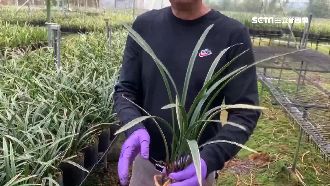 中國、南韓訂單全取消　國蘭花農慘賠