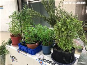 活體大麻　記者李依璇攝影