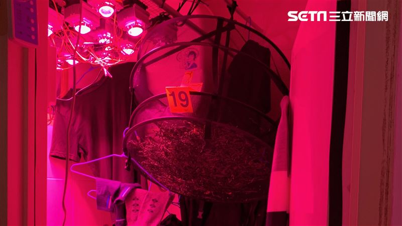 失業男自學水耕大麻　還沒賣就被逮