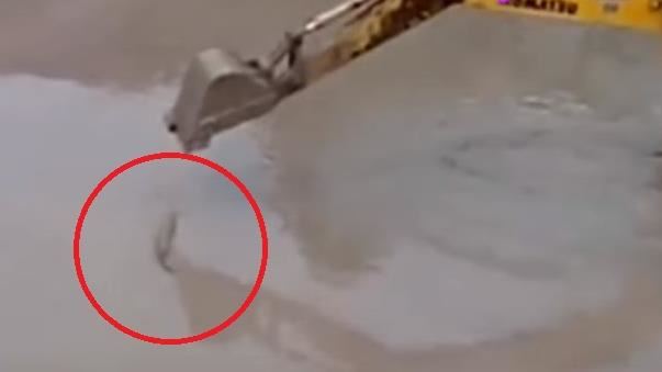3公尺鱷魚大戰挖土機　驚人畫面曝光