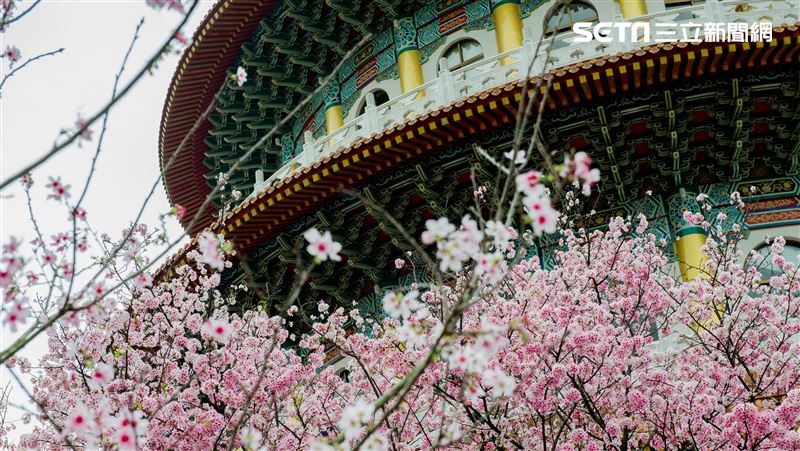 淡水天元宮：請大家今年不要來賞花！
