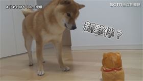 ▲主人買了一隻回聲柴犬娃娃。（圖／よりめのはちくん。 授權）