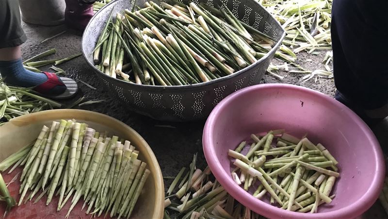 憂疫情影響買氣　箭筍季推網路訂購