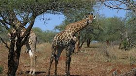 長頸鹿
https://www.flickr.com/photos/21604043@N05/2447519085/in/photolist-4Jhb9V-7AapLb-c8pBQS-5pUF8P-9pcAFT-6giNmb-6LkwKC-5G55p-9JT1vb-614TH6-5WERr1-29oPWxW-2a9PKu8-4vUjgX-6nWxvV-8ZVMT-55KfSz-br2Y68-cRv