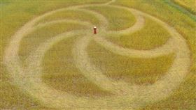  麥田圈　台中外埔（圖／飛翔在天際團隊授權使用）