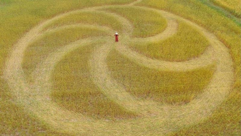神秘麥田圈在台中　上帝視角奇景曝光