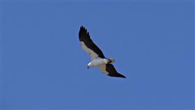 海鵰,豬,Clarke Espie,澳洲,攝影師（圖／翻攝自Pixabay）