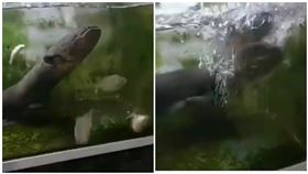 食人魚餓10天大戰電鰻 水中霸主是牠（圖／翻攝自youtube）