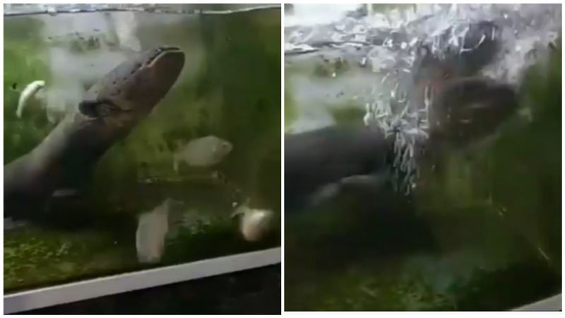 「食人魚餓十天」戰電鰻　牠下場超慘