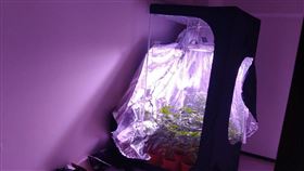 新北市警方破獲栽種大麻案，查獲栽種用之照明設備、溫室設備、烘乾設備、捲煙紙、研磨器、大麻種子等證物。