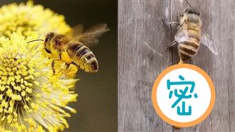 目睹蜜蜂爽排泄　網一看超震驚竟是…