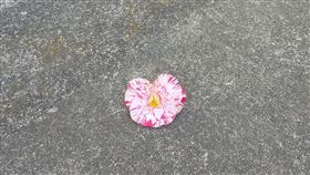 門口莫名收到花5年 櫻花妹偷窺真面目驚呆（圖／翻攝自推特@ maho_24）