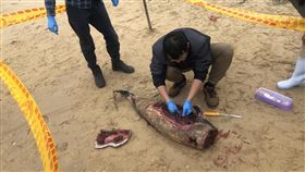 金門,擱淺,海豚,海巡署,巡邏,海邊（圖／海巡署金馬澎分署提供）