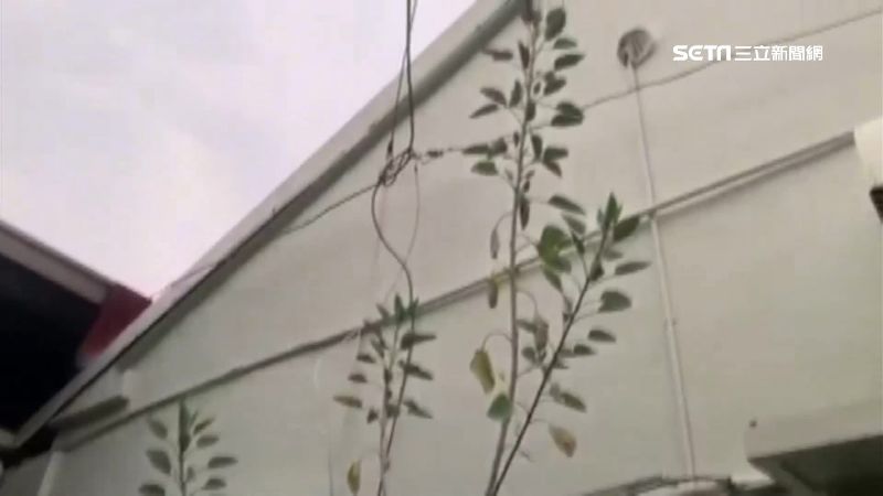 疑誤食以色列芥菜　全身麻痺全家送醫