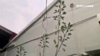 疑誤食以色列芥菜　全身麻痺全家送醫