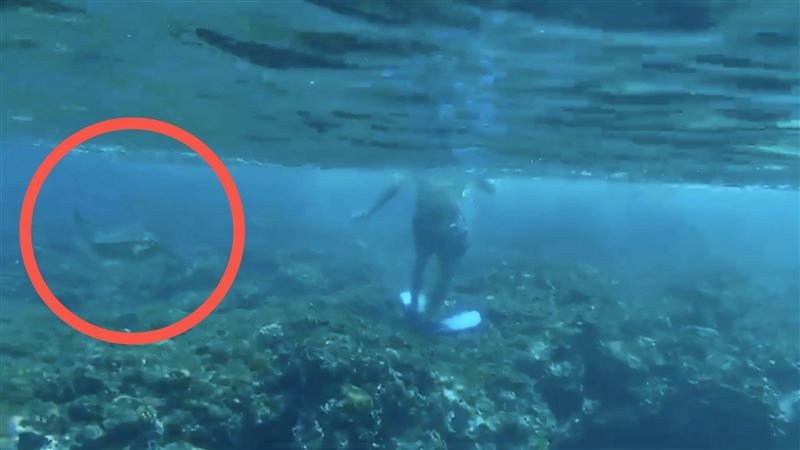 浮潛客追綠蠵龜遭逮　恐吃30萬罰單
