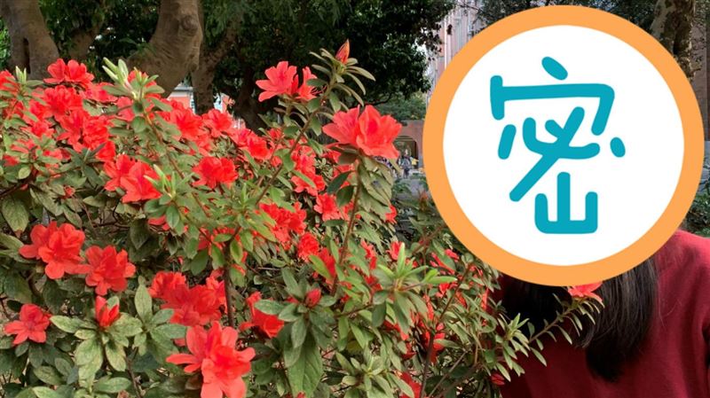 台大杜鵑花節開跑　賞花3奇招笑翻網