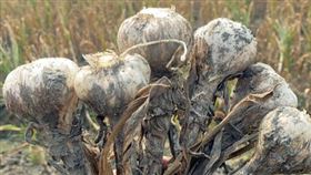 蒜價,蒜農,防疫,貴婦,武漢肺炎(翻攝自 爆怨公社)