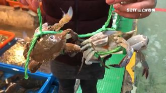 龍蝦6折！富基漁港打卡送蟹拚求生