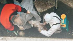 苗栗漁港飄死豬…豬屍未明顯浮腫　海巡署：泡水時間不長
圖／翻攝自海巡署長室臉書